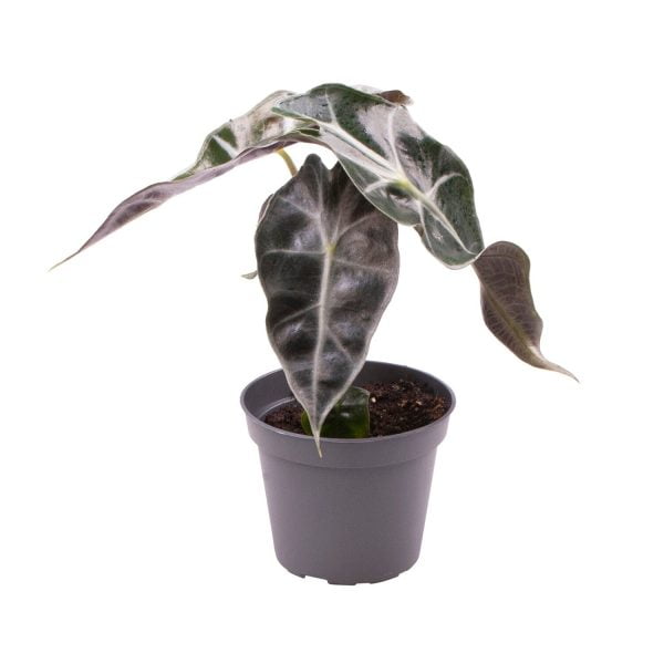 Alocasia Bambino Curly