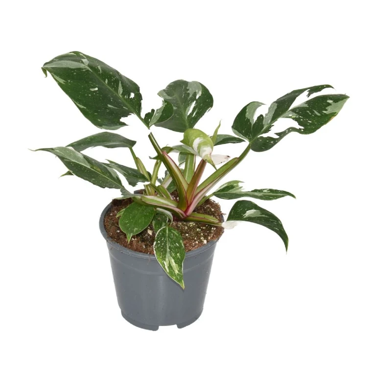 Philodendron 'White Princess’ 12 cm średnica donicy