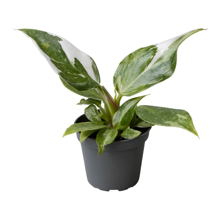 Philodendron 'White Princess’ 6 cm średnica donicy