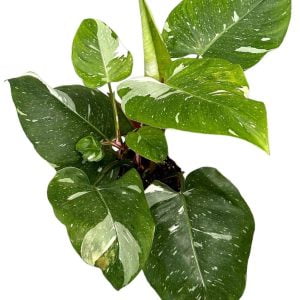 Philodendron 'White Princess' od Tropicale.pl
