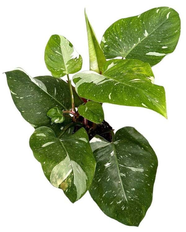 Philodendron 'White Princess'