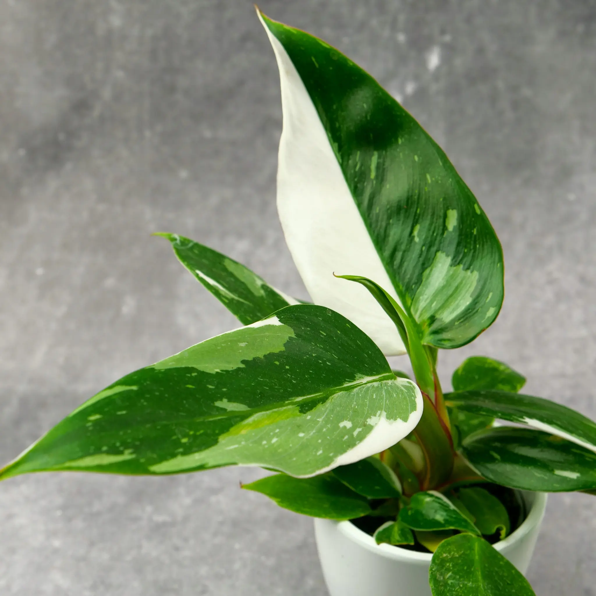 Philodendron White Princess - sklep internetowy uroslo.pl