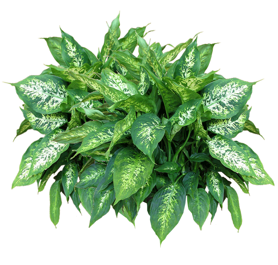 Dieffenbachia - jedna z piękności rodziny Obrazkowatych