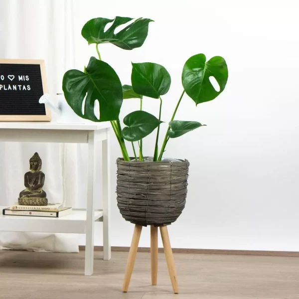 Monstera deliciosa