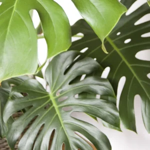 Monstera deliciosa sklep internetowy tropicale.pl