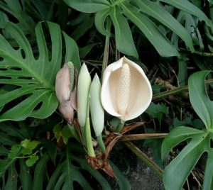 Kwiat Monstera deliciosa
