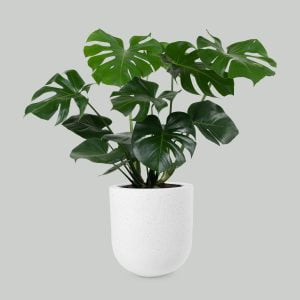 Monstera deliciosa od uroslo.pl