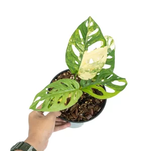 Monstera adansonii Variegata - piękne liście z białymi i zielonymi paskami. Idealna dekoracja wnętrza. Oczarowująca i niezwykła roślina doniczkowa.