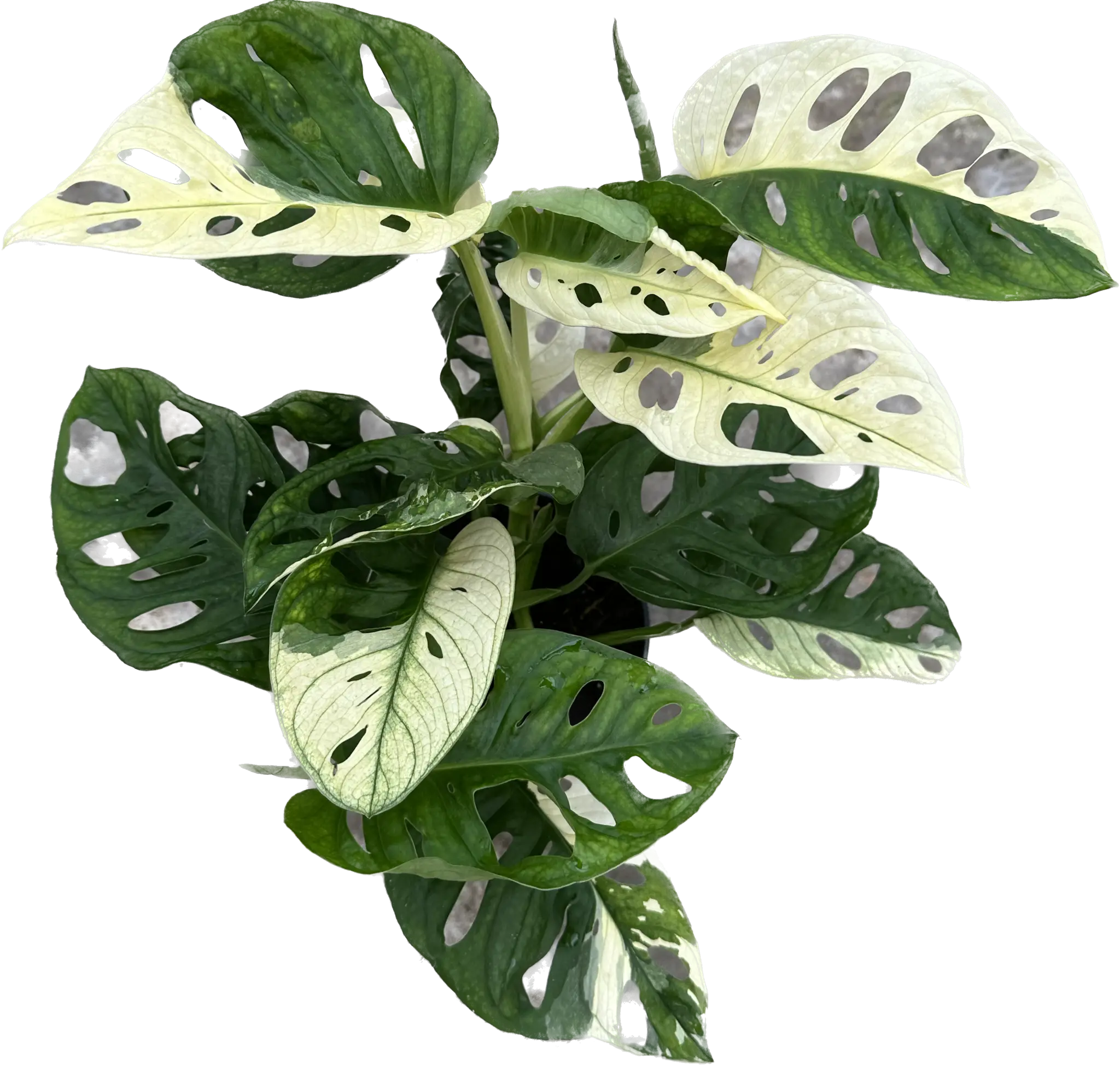 Rośliny kolekcjonerskie - sklep internetowy