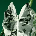 Alocasia micholitziana 'Frydek Variegata’