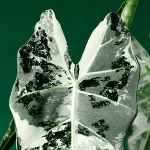 Alocasia Micholitziana Frydek Variegat - sklep internetowy, rośliny kolekcjonerskie