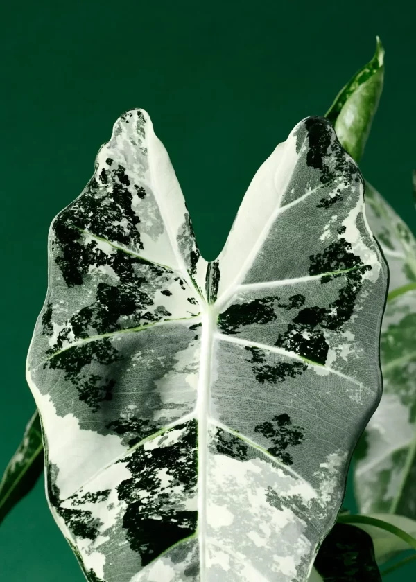 Alocasia micholitziana 'Frydek Variegata'