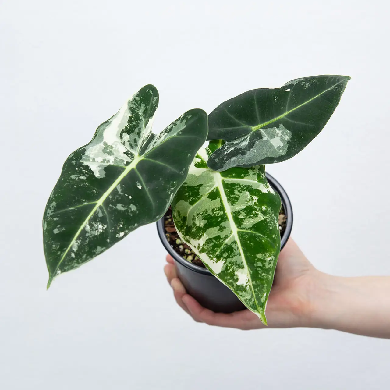 Alocasia frydek variegata dostępna w sklepie internetowym uroslo.pl
