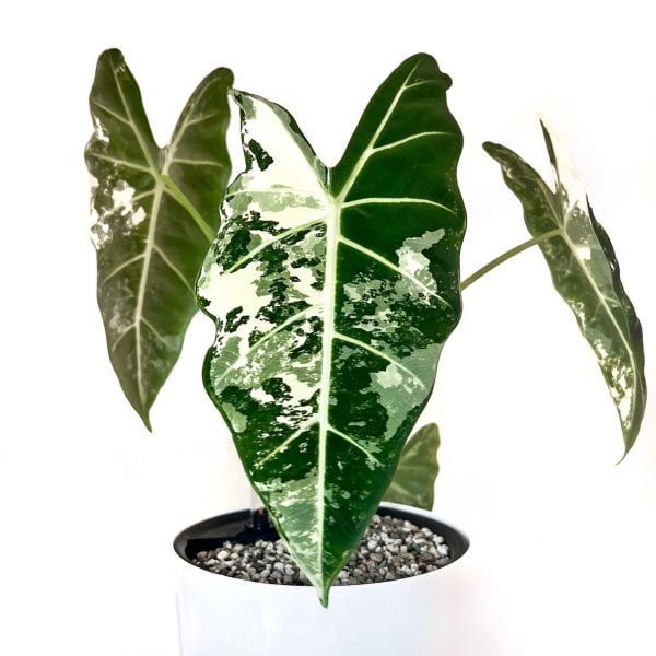 Alocasia micholitziana 'Frydek Variegata'