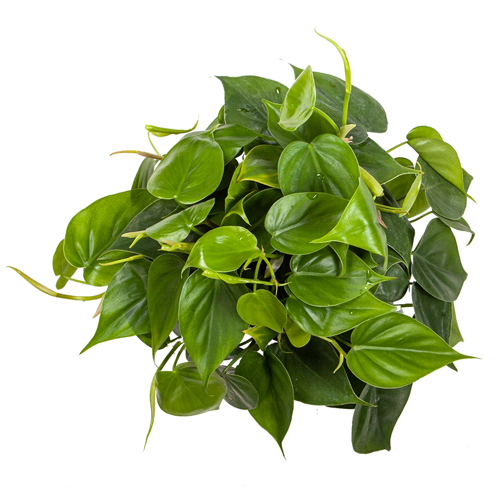 Philodendron Cordatum - sklep internetowy z dostawą roślin doniczkowych na terenie całej Polski