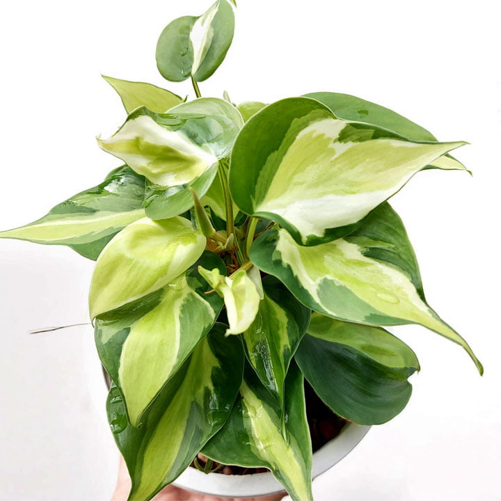 Philodendron Cream Splash - sklep internetowy z roślinami doniczkowymi