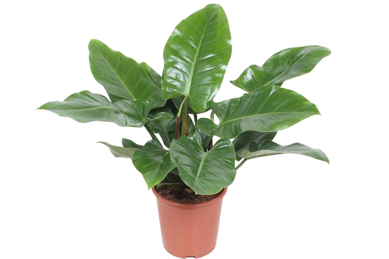 Philodendron Imperial Green - sklep internetowy z roślinami doniczkowymi
