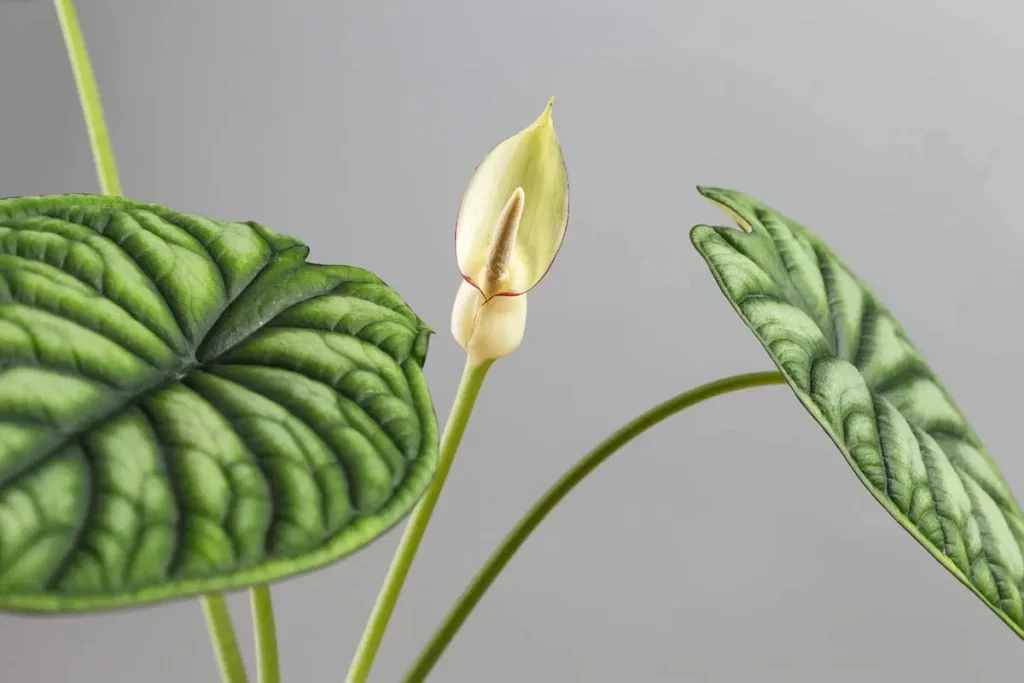 Kwiaty i kwitnienie Alocasia micholitziana 'Frydek Variegata'