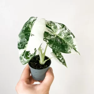 Alocasia Frydek Variegata w sklepie uroslo.pl