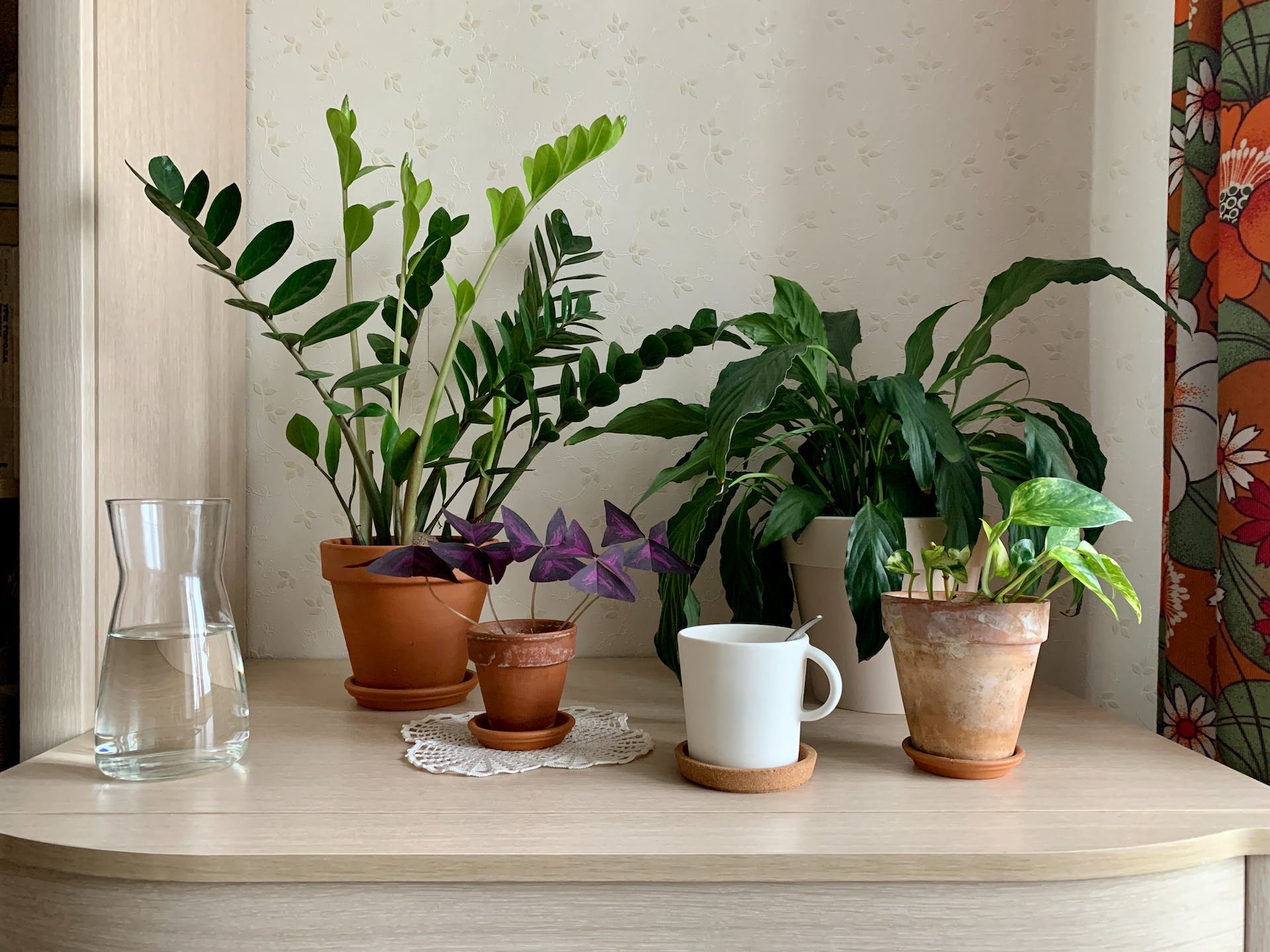 Zamioculcas - sklep internetowy
