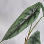 Alocasia venusta