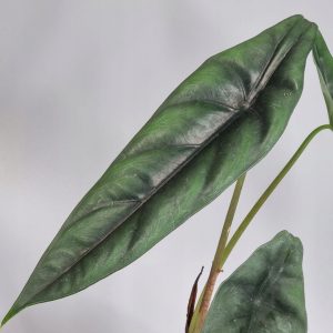 Alocasia venusta sklep internetowy