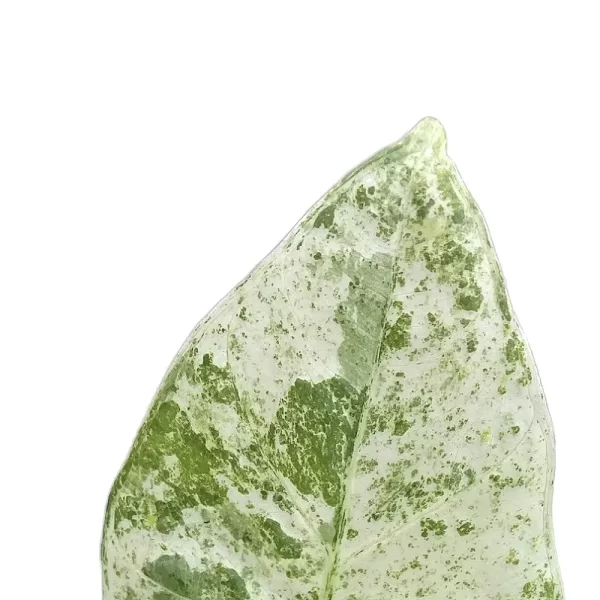 Alocasia macrorrhiza 'Camouflage'