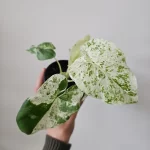 Alocasia macrorrhiza 'Camouflage’