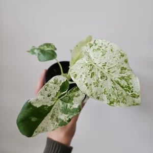 Alocasia macrorrhiza 'Camouflage' sklep internetowy uroslo.pl