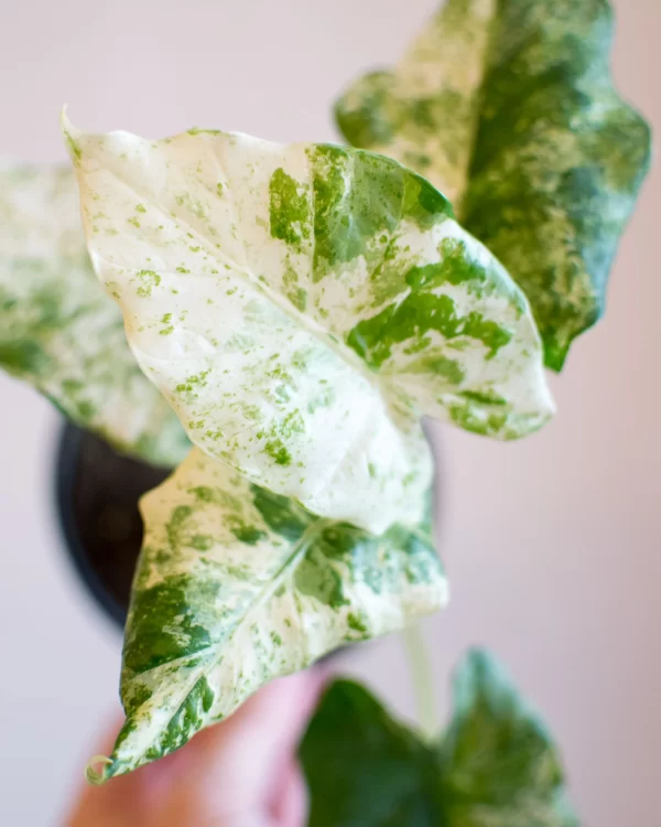 Alocasia macrorrhiza 'Camouflage'