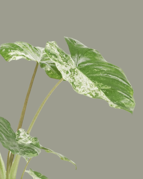 Alocasia macrorrhiza 'Camouflage'