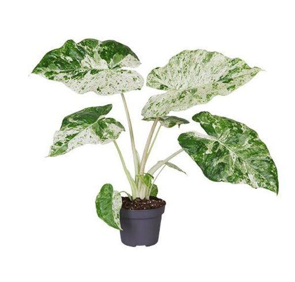 Alocasia macrorrhiza 'Camouflage'