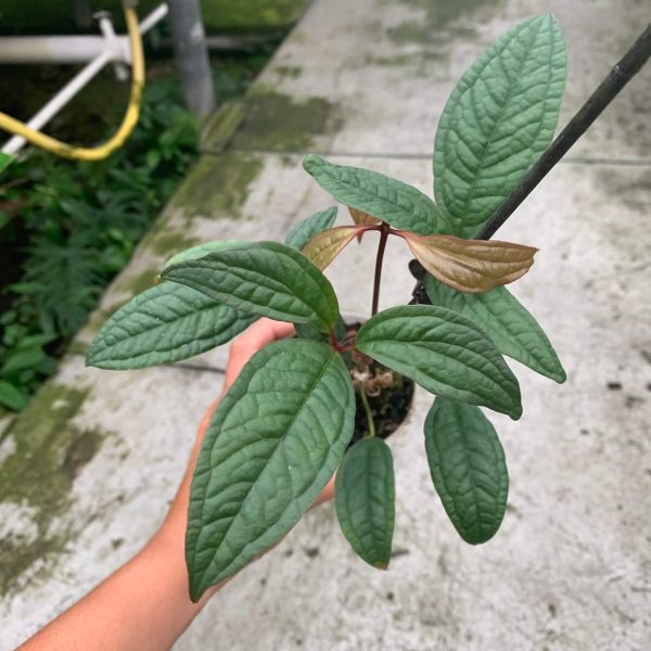 Anthurium arisaemoides