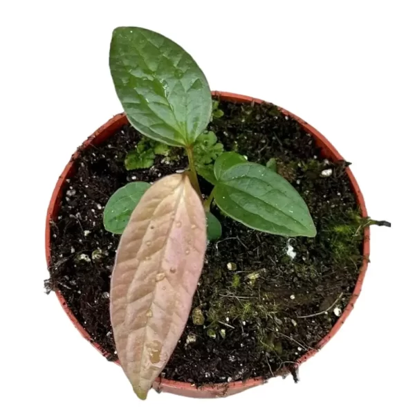 Anthurium arisaemoides