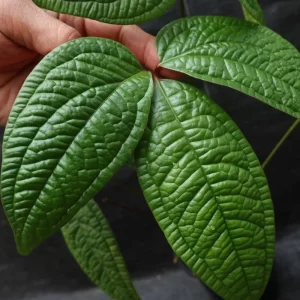 Anthurium arisaemoides sklep internetowy uroslo.pl