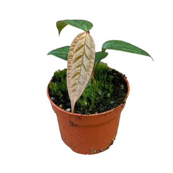 Anthurium arisaemoides