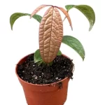 Anthurium arisaemoides