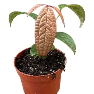 Anthurium arisaemoides sklep internetowy uroslo.pl