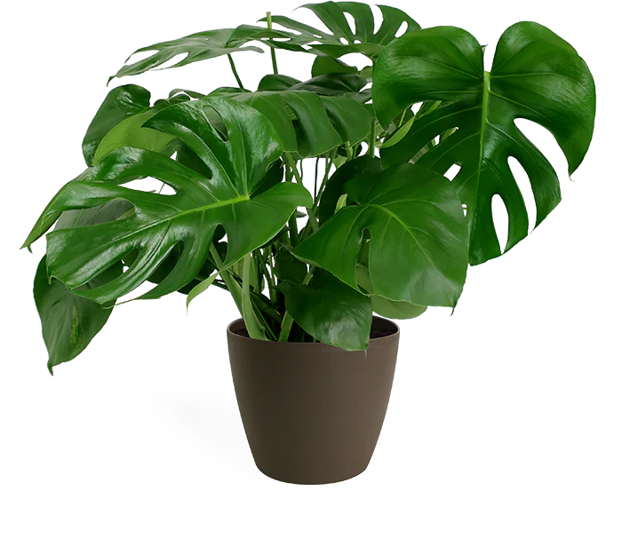 Monstera deliciosa sklep internetowy online