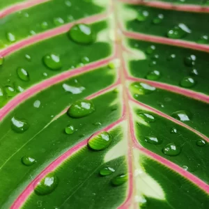 Maranta Fascinator Tricolor - sklep internetowy z roślinami doniczkowymi