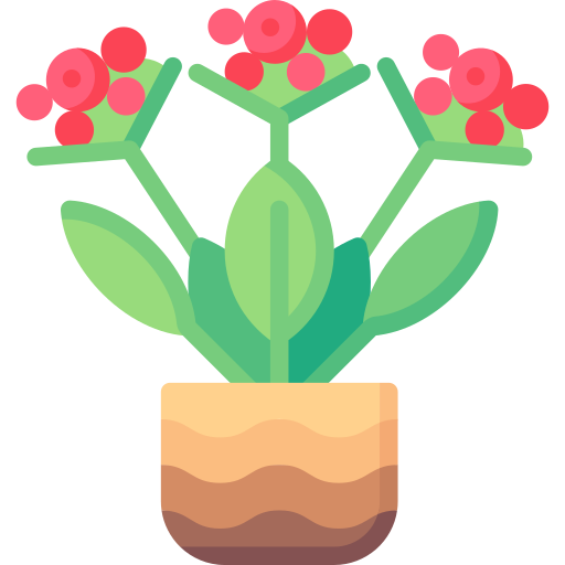 Kalanchoe
