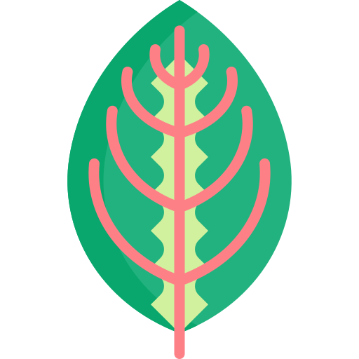 Marantowate