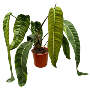 Philodendron patriciae sklep internetowy urosło.pl