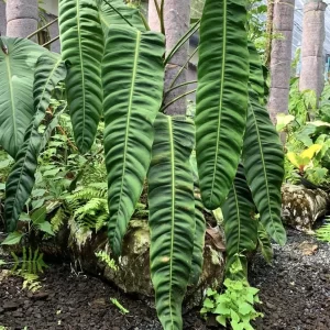 Philodendron patriciae sklep internetowy uroslo.pl