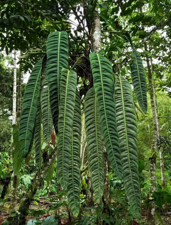 Philodendron patriciae