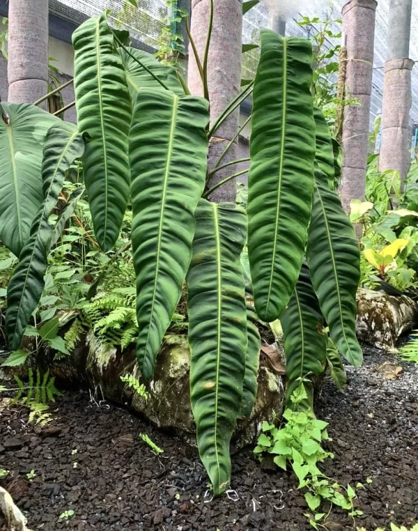 Philodendron patriciae