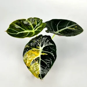 Alocasia 'Black Velvet Gold Aurea Variegata' to unikalna roślina o ciemnych liściach z efektownymi, złotymi przebarwieniami, dodająca egzotycznego akcentu wnętrzom.