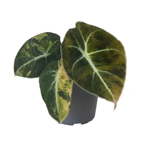Alocasia 'Black Velvet Gold Aurea Variegata' to unikalna roślina o ciemnych liściach z efektownymi, złotymi przebarwieniami, dodająca egzotycznego akcentu wnętrzom.