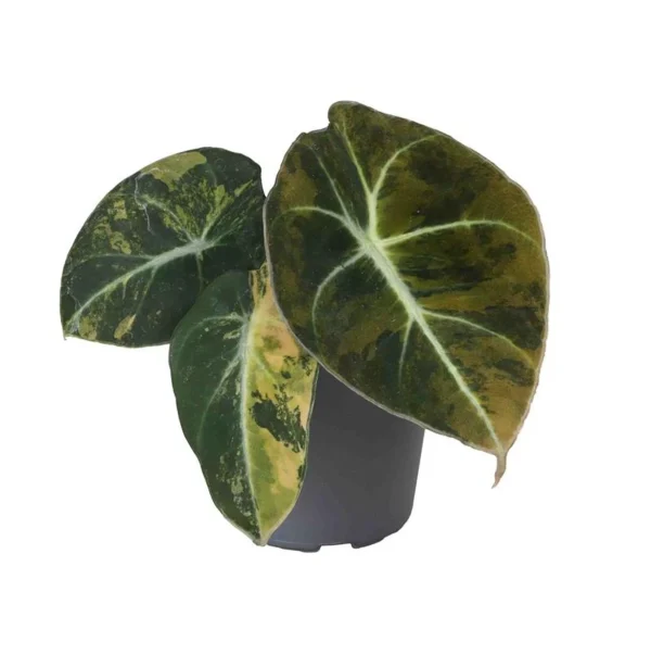 Alocasia Black Velvet Gold Aurea Variegata