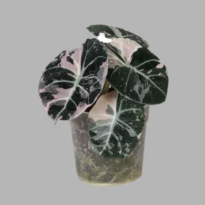 Alocasia Black Velvet Pink Variegata